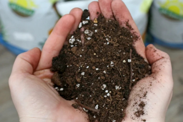 Conditionnement horticole